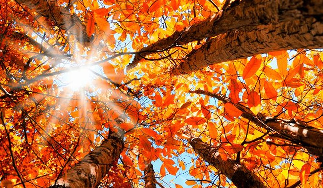 Fall Season: How It Affects Your Body