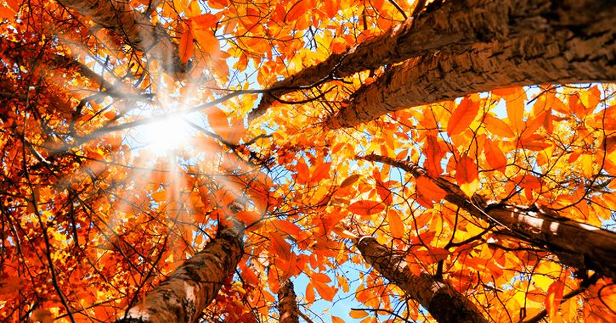 Fall Season: How It Affects Your Body