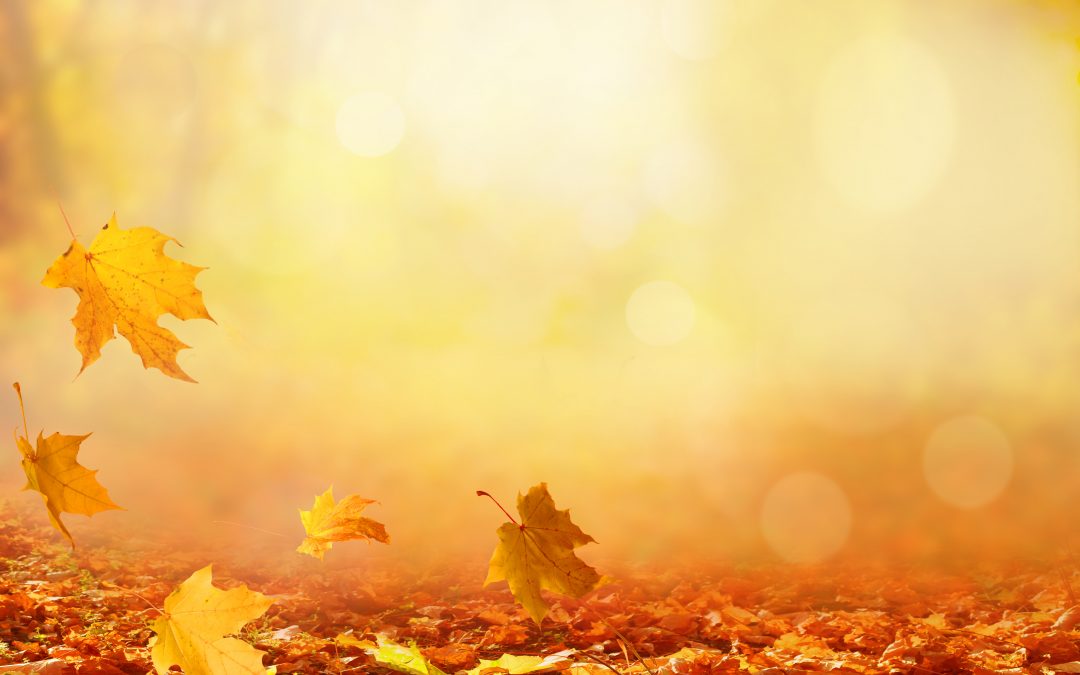 What do you notice most about the Fall Season?