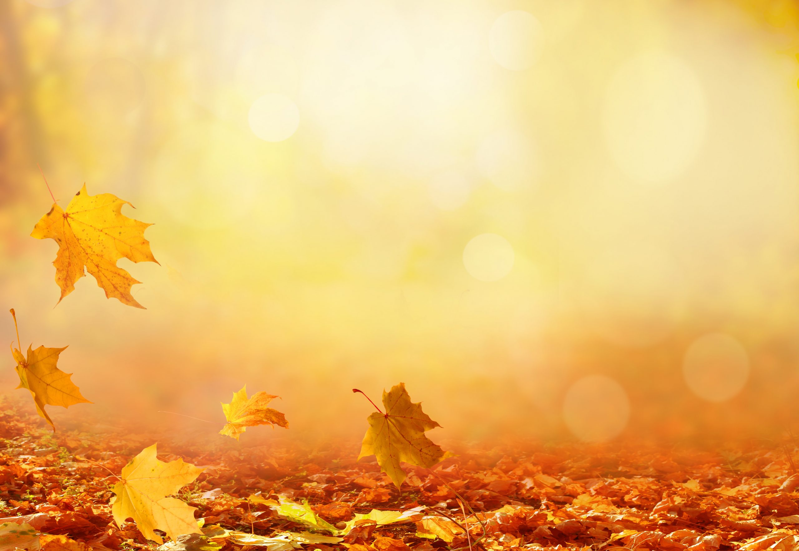 What do you notice most about the Fall Season?