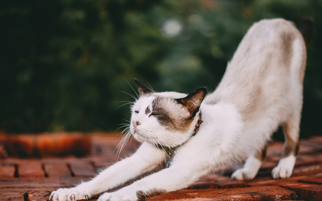 Quick stretch to clear your mind and feel better in your body