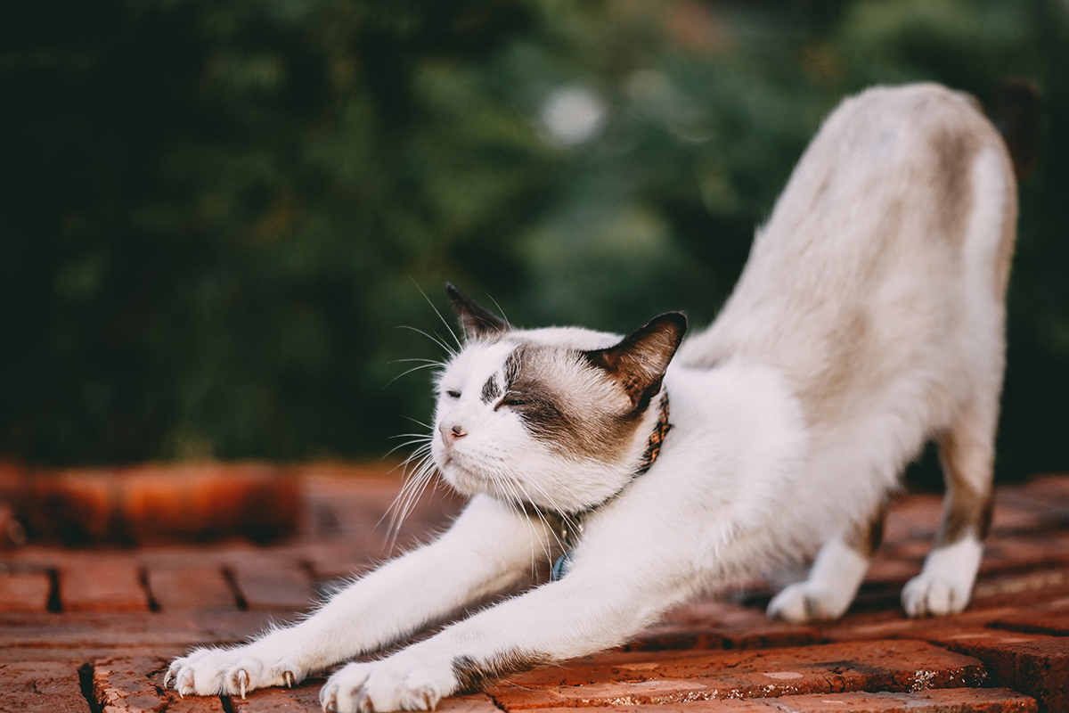 Quick stretch to clear your mind and feel better in your body